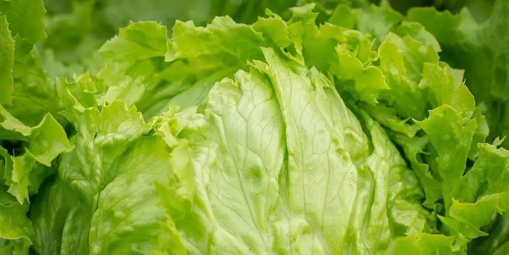 Is Iceberg Lettuce A Healthy Leafy Green FoodPal is-iceberg-lettuce-a-healthy-leafy-green-foodpal