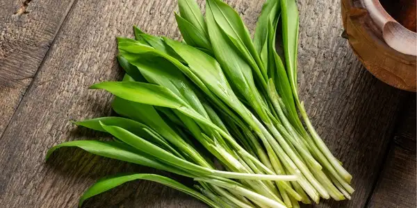 Przepisy z dzikim czosnkiem