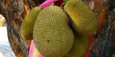 O que é a jaca? O que é a jaca?