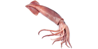 Tintenfisch (roh)