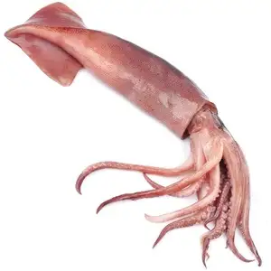 Calamari (crudi)