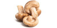 Shiitake (Pilze), getrocknet