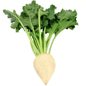 Sugar beet (canned)
