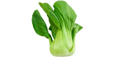 Pak Choi (fresco)