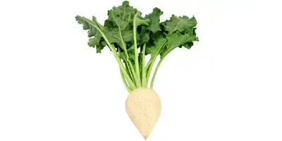 Zuckerrüben (frisch)