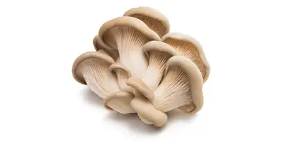 Cogumelos pleurotos, cogumelos (frescos)