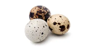 Huevo de codorniz, Huevo