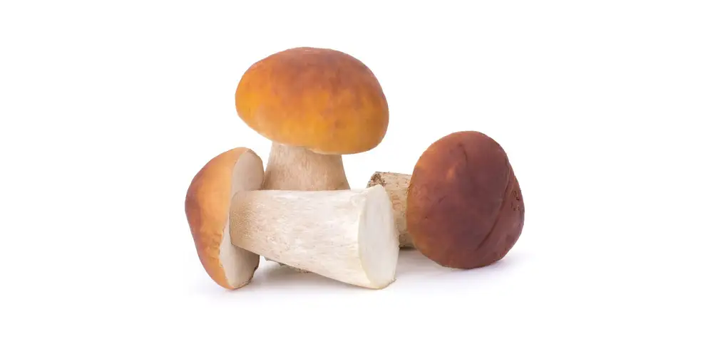 Funghi porcini (secchi) Calorie e valori nutrizionali FoodPal