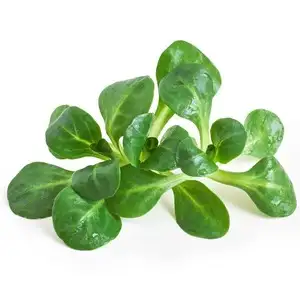 Alface-de-cordeiro (fresca)