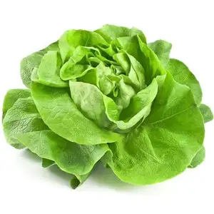 Alface (fresca)