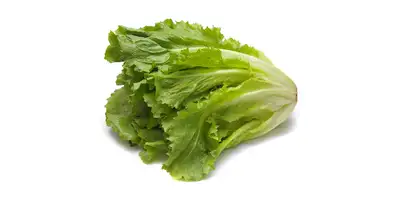 Endive (fresco)