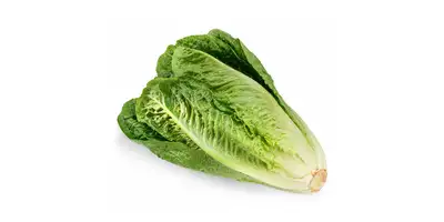 Sałata rzymska, sałata (świeża)