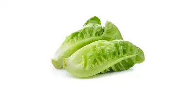 Serce sałaty (świeże)