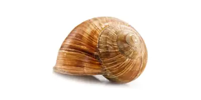 Caracoles romanos (cocidos)