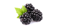 Brombeeren (in Sirup, Konserve)