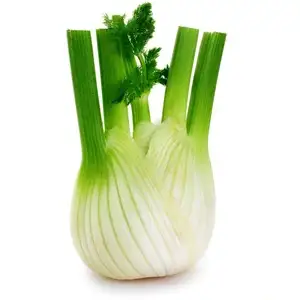 Koper włoski, cebulka kopru włoskiego (świeża)