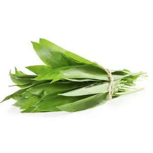 Ajo silvestre (fresco)