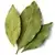 Bay leaf