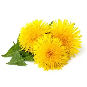 Mniszek lekarski (świeży)