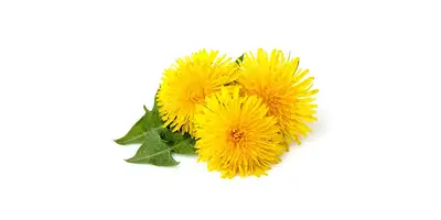 Pissenlit (frais)
