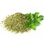 Oregano (getrocknet)