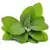 Salvia (essiccata)