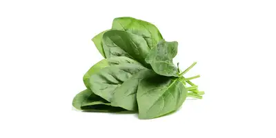 Spinach, leaf spinach (fresh)