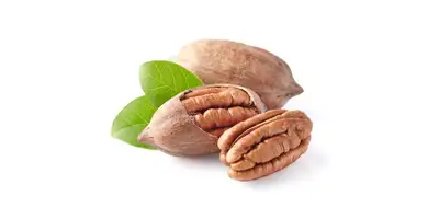 Pecanusskerne, Pekanien