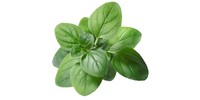 Oregano (frisch)