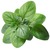 Oregano (frisch)