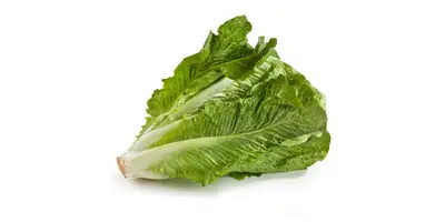 Romaine lettuce