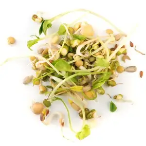 Alfalfa Sprouts, Lucerna