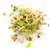 Alfalfa sprouts, alfalfa