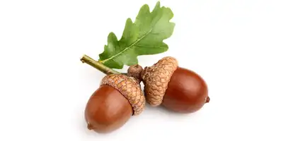 Acorns (raw)