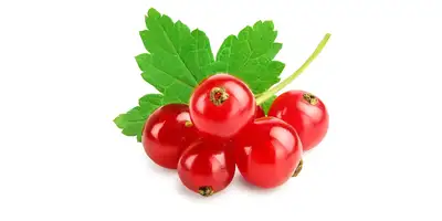 Ribes (rosso, fresco)