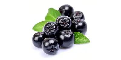 Aronia berries, chokeberries (frescas)