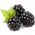Blackberries (frozen)