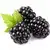 Brombeeren (gefroren)