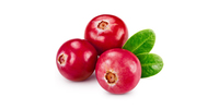 Cranberries (frisch)