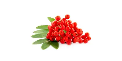 Bacche di sorbo, bacche di sorbo (fresche)