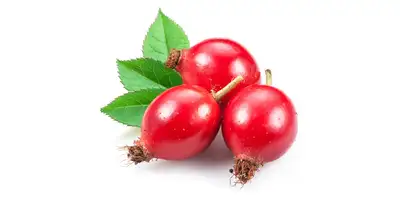 Rosa canina (fresca)