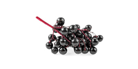 Holunderbeeren (frisch)