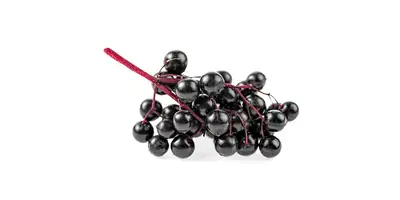 Bacche di sambuco (fresche)