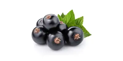 Black currants (fresh)