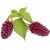 Loganberry (fresco)