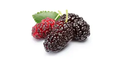 Mulberries (fresh)