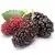 Mulberries (fresh)